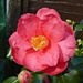 Camelia by wendyfrost
