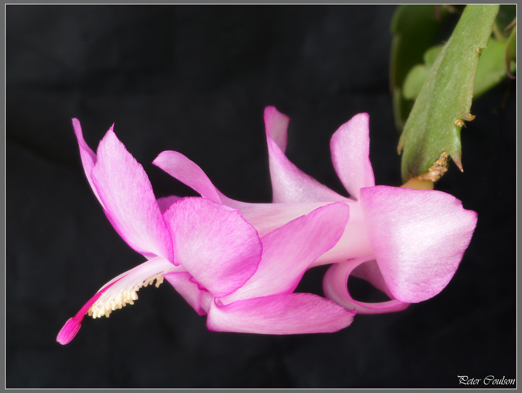 Christmas Cactus 2015 by pcoulson