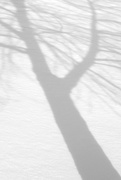21st Feb 2015 - Shadows Branching