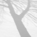 Shadows Branching by lsquared