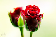 21st Feb 2015 - Red rose
