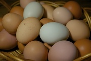 21st Feb 2015 - Fresh eggs