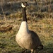 Goose in the morning sun  by barrowlane