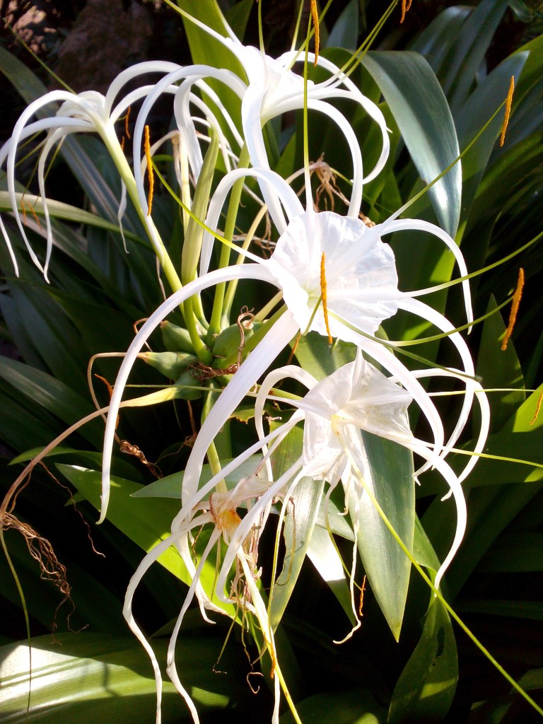Spider lily  by jennymdennis
