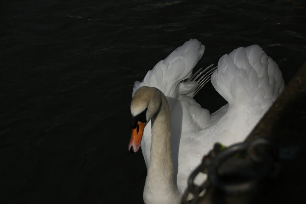 Swan by bizziebeeme