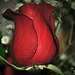Rosebud by dianen