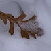 leaf in snow by amyk