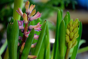 21st Feb 2015 - Hyacinth's First Blooms
