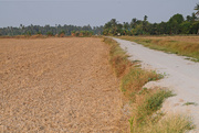 21st Feb 2015 - Road through rice paddy
