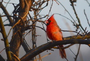 21st Feb 2015 - Singing Cardinal