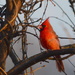 Singing Cardinal by kareenking