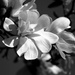 White Magnolia by nanderson