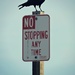 Crow Stopping by elatedpixie