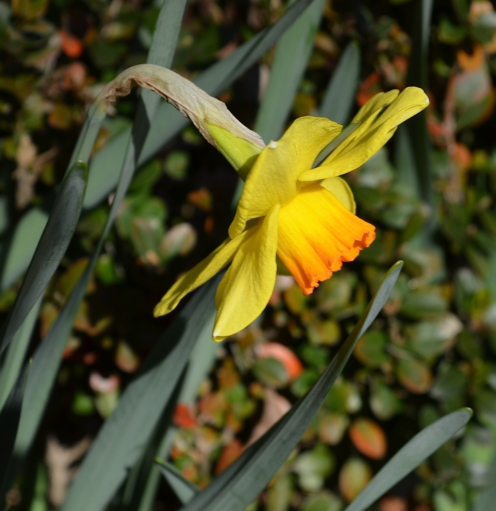 One of the first daffodils by congaree