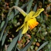 One of the first daffodils by congaree