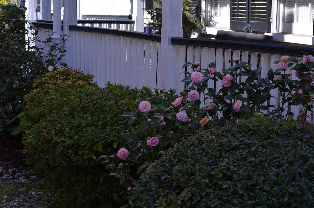 Porch and camellias, historic district, Charleston, SC by congaree