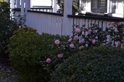 22nd Feb 2015 - Porch and camellias, historic district, Charleston, SC