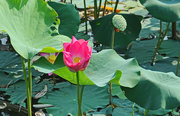 22nd Feb 2015 - Lotus flower