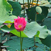 Lotus flower by ianjb21