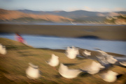 20th Feb 2015 - Gulls at The Inlet