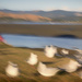Gulls at The Inlet by helenw2