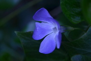 18th Feb 2015 - Pretty blue Flower