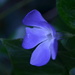 Pretty blue Flower by ziggy77
