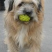 the dog and the ball by parisouailleurs