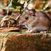  22nd February 2015 - My little Mouse on 365 Project