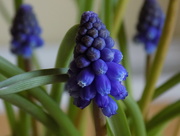 22nd Feb 2015 - Grape hyacinth
