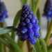 Grape hyacinth by flowerfairyann