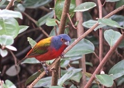 21st Feb 2015 - Painted Bunting