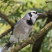 Blue Jay by rob257