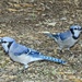 Blue Jays by rob257