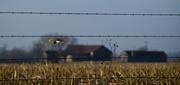 22nd Feb 2015 - Kansas Farm, Meadowlark in Flight