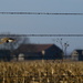 Kansas Farm, Meadowlark in Flight by kareenking