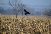 22nd Feb 2015 - Crow on Foggy Kansas Morning