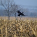 Crow on Foggy Kansas Morning by kareenking