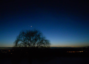 22nd Feb 2015 - Weeping willow with moon and Venus above it