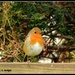 Feathered friend - robin by rosiekind