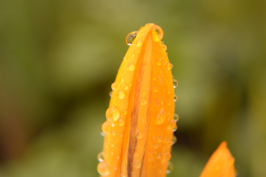 crocus in the rain by christophercox