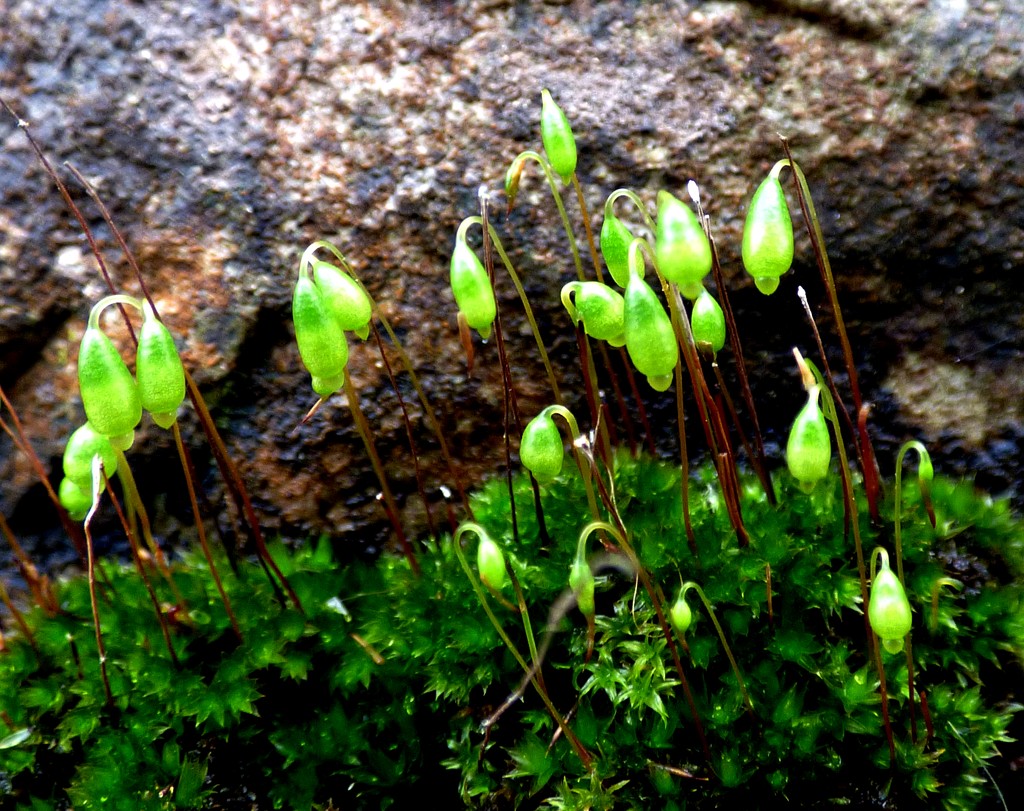 More moss flowers  by julienne1