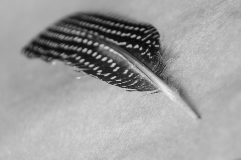 Guinnea Fowl Feather by salza