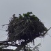  Osprey Chicks  by susiemc
