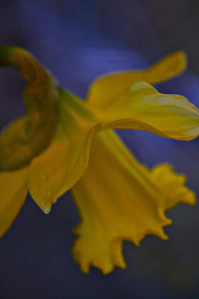 ........ a golden Daffodil by ziggy77