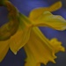 ........ a golden Daffodil by ziggy77