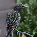 Starling. by gamelee