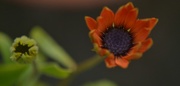 22nd Feb 2015 - African Daisy and Bud