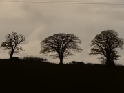 20th Feb 2015 - Oak trees ..