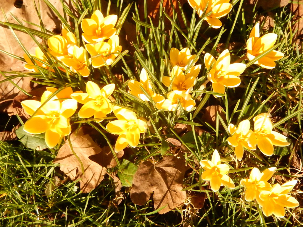 Crocuses  by snowy